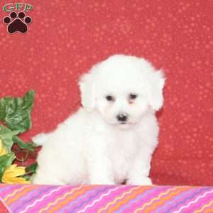 Plum, Bichon Frise Puppy